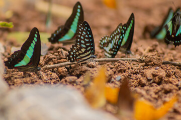 Butterfly insect wing blue black soil mud puddle nature wildlife, group of tropical butterfly feeding on mineral rich mud, soft blurred background, calm natural behavior © IndyTimePhoto