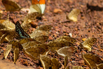 Butterfly insect wildlife nature puddling soil tropical group, many butterfly gather on wet earth and gravel, wings closed, sunlit outdoor habitat, natural background © IndyTimePhoto
