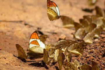 Butterfly insect mud soil puddling wing orange white gather on damp ground for minerals, one in flight above group, closeup wildlife scene with soft background © IndyTimePhoto