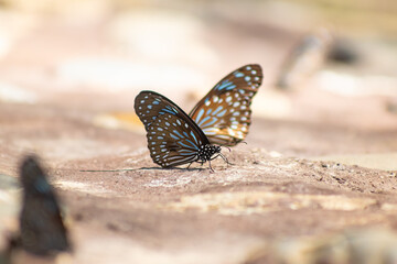 Butterfly insect wing blue brown spot macro close up on sunlit stone surface, delicate wildlife resting with open wings, shallow depth of field, soft bokeh background © IndyTimePhoto
