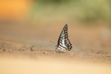 Butterfly insect macro nature wildlife ground bokeh wing closeup of patterned blue brown butterfly resting on sandy soil, soft sunlight and blurred background, calm outdoor scene © IndyTimePhoto