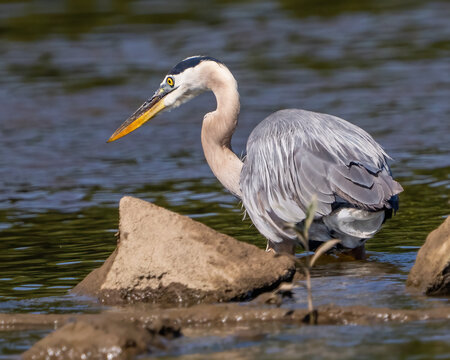 Great Blue Heron fishing on the James River in Virginia