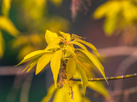 Acer negundo, Box elder, boxelder, ash-leaved and maple ash, Manitoba, elf, ashleaf maple male inflorescences and flowers on branch outdoor.