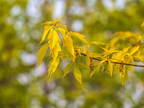 Acer negundo, Box elder, boxelder, ash-leaved and maple ash, Manitoba, elf, ashleaf maple male inflorescences and flowers on branch outdoor.