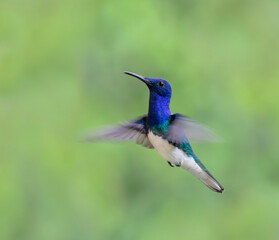 Obraz premium white-necked jacobin hummingbird (Florisuga mellivora) male in flight, Manu National Park, Peru.