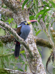 grey-breasted mountain toucan (Andigena hypoglauca), Madre de Dios Region, Manu National park, Peru. © Ivan Kuzmin