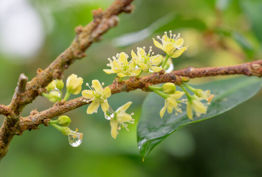 Blooming coca bush (Erythroxylum coca) at plantation in Peruvean Andes, Madre de Dios Region, Peru.