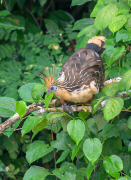 Hoatzin (Opisthocomus hoazin) eating tree leaves in rainforest canopy, Manu National Park, Peru.