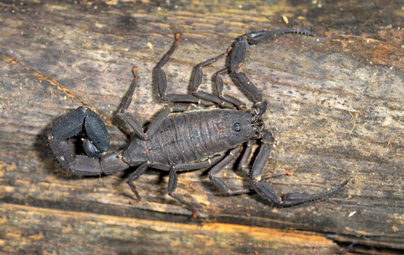 Amazonian scorpion Tityus metuendus on a tree at night, Manu National park, Peru.