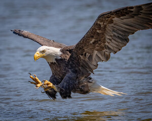 Fototapeta premium Bald Eagle in flight and catching fish