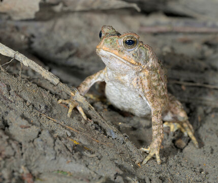 cane toad (Rhinella marina) in rainforest at night, Manu National park, Peru.