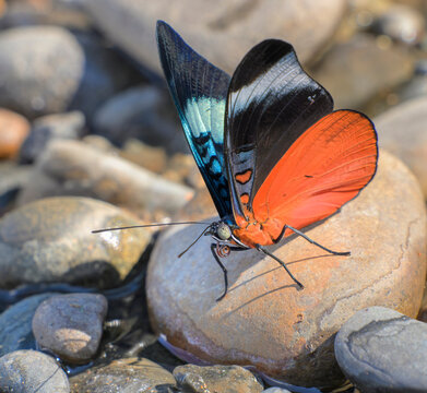 Red Flasher butterfly (Panacea prola amazonica) male licking minerals from rocks on the bank of Madre de Dios River, side view with closed wings, Manu National Park, Peru.