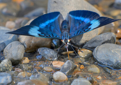 Red Flasher butterfly (Panacea prola amazonica) drinking water the bank of Madre de Dios River, dorsal view with open wings, Manu National Park, Peru.