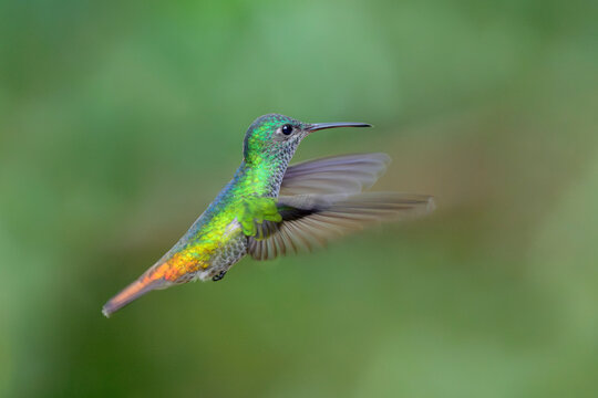 Golden-tailed Sapphire hummingbird (Chrysuronia oenone) female in flight, Manu National park, Peru.