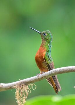 chestnut-breasted coronet hummingbird (Boissonneaua matthewsii) in Andean cloudforest, Cusco Region, Peru.
