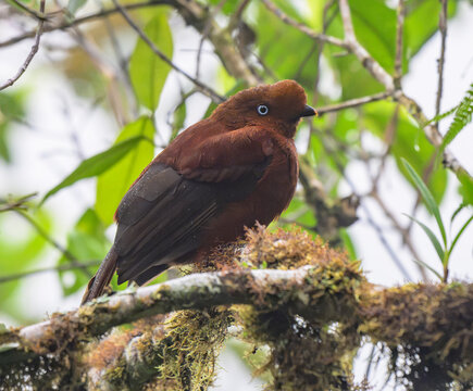 Andean cock-of-the-rock (Rupicola peruvianus) female in Peruvian cloudforest.