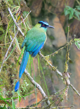 Andean or highland motmot (Momotus aequatorialis), Manu national park, peru.