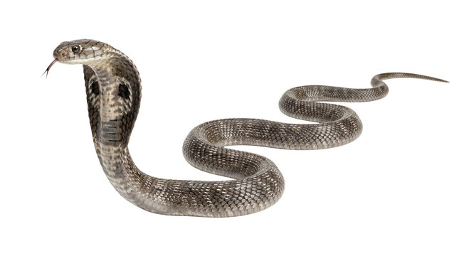 Cobra snake isolated on transparent background with hood flared in defensive posture.