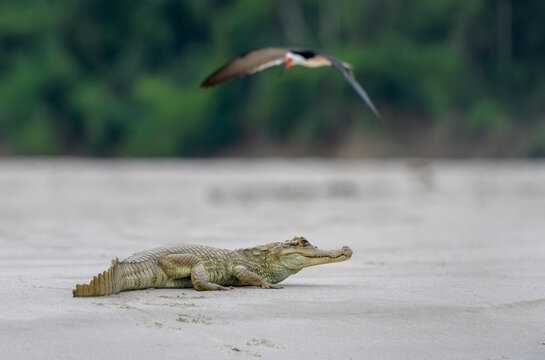 spectacled caiman (Caiman crocodilus) on the bank of Manu River, anf black skimmer flying over it, Manu national Park, Peru.