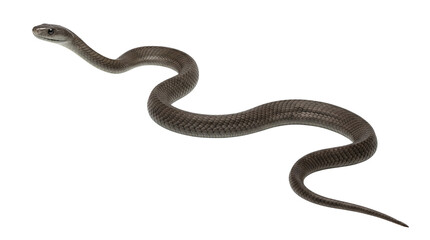 Fototapeta premium Brown snake curving gracefully, a slender reptile in motion on a transparent background.