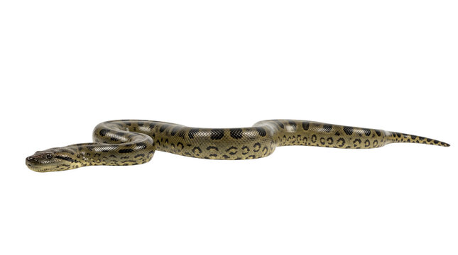 Green anaconda resting horizontally, a large and powerful constrictor snake on transparent background.