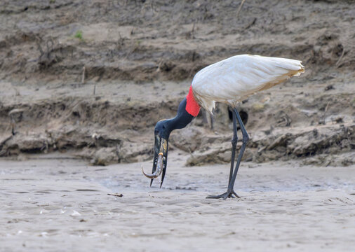 Jabiru stork (Jabiru mycteria) with caught fish at the bank of Manu River, manu National park, Peru.