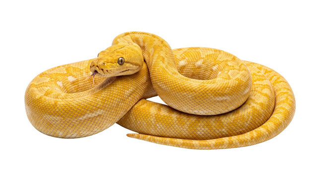 Albino python coiled and resting on a transparent background, a beautiful exotic reptile pet.