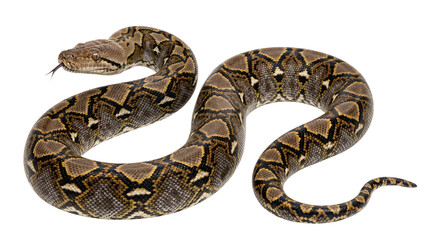 Fototapeta premium Large python snake coiled on transparent background with patterned skin.