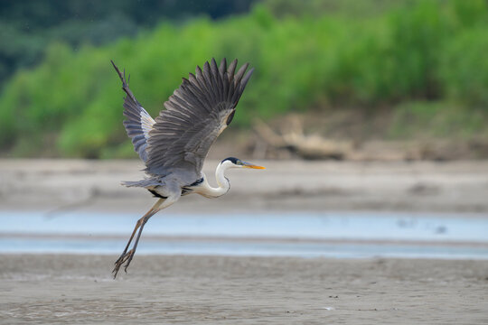 cocoi heron (Ardea cocoi) taking off the sandy bank of Manu River, Manu National park, Peru.