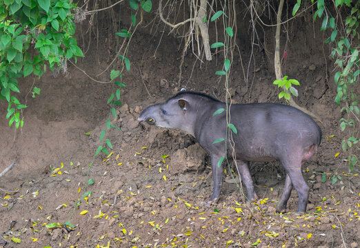 Amazonian or Lowland Tapir (Tapirus terrestris) feeding at the bank of Manu River, in its typical habitat, Manu National Park, Peru.