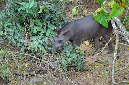 Amazonian or Lowland Tapir (Tapirus terrestris) feeding at the bank of Manu River, in its typical habitat, Manu National Park, Peru.
