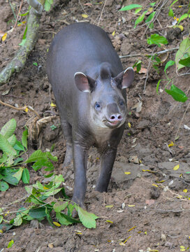 Amazonian or Lowland Tapir (Tapirus terrestris) sniffing the air, Manu National Park, Peru.