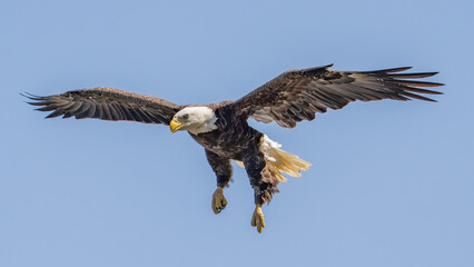 Fototapeta premium Bald Eagle in flight and catching fish