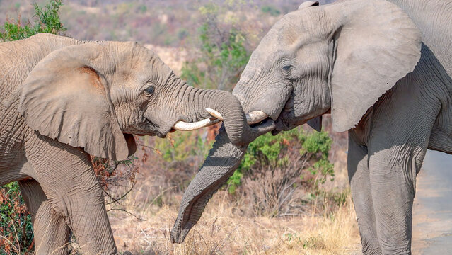 a close up of two male elephants head to head during a display of dominance at pilanesberg national park in south africa