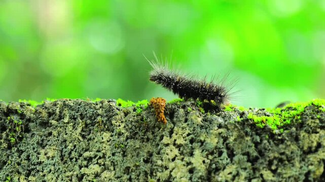 Close up caterpillar and moth pupa on moss covered tree bark outdoors