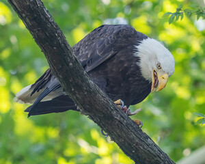 Fototapeta premium Bald Eagle in flight and catching fish