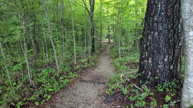 Soft sunlight filters through tall green trees. Narrow dirt path winds through dense undergrowth. Fresh green leaves carpet the forest floor. Trees stand tall, casting quiet shadows on the trail