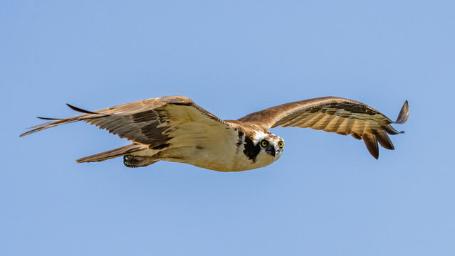 Osprey searching for a meal and diving for food