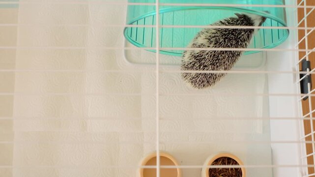 Hedgehog in a cage. Top view. A pet African pygmy hedgehog runs in a wheel inside a white cage.Pet Hedgehog Health. The Daily Routine of an African Pygmy Hedgehog. 4k footage