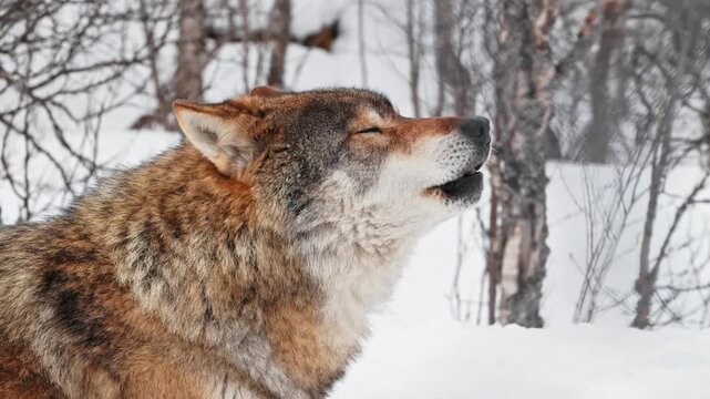 Eurasian wolf (Canis lupus) Sitting on snow and howling. Polar park. Norway.