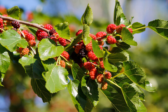 mulberry berries on a branch

