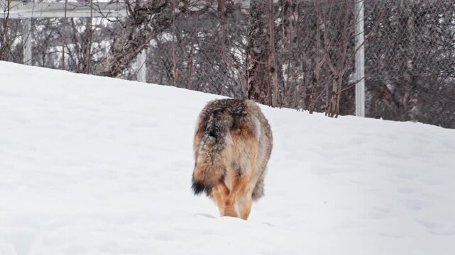 Close up of tail and back of an Eurasian grey wolf (Canis lupus) Walking away from camera. Polar park Norway.
