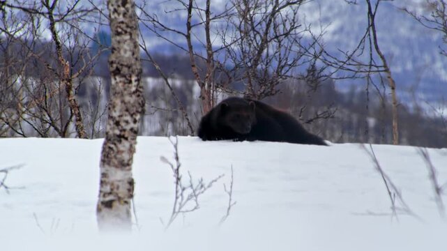 A rare footage of a rare animal. Wolverine (Gulo Gulo). Polar Park Norway.