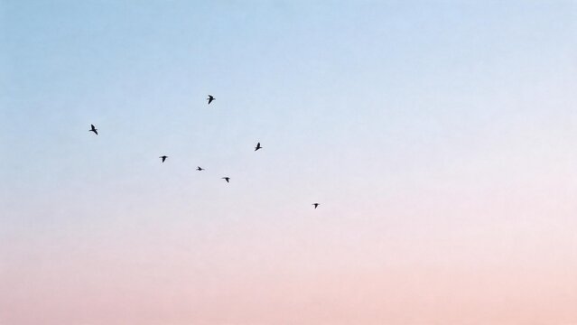 Birds flying in sky at sunset