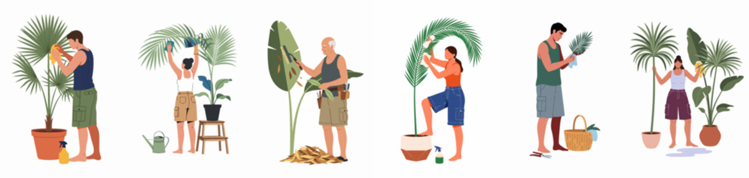 Flat vector illustration set of diverse people caring for large indoor palm trees and houseplants by cleaning, wiping, and pruning leaves.
