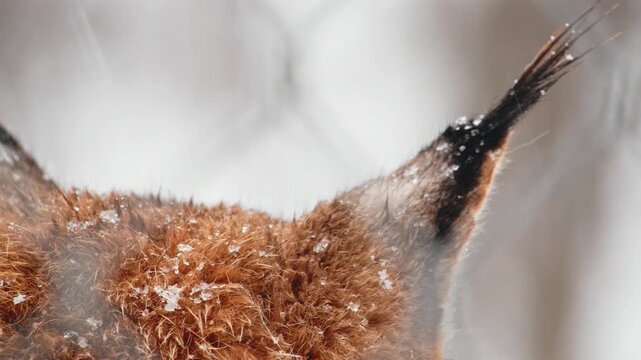 A close up view of Ears and Fur of a Eurasian lynx (Lynx lynx) in heavy snow.