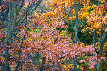 Naklejka premium orange, yellow, golden oak foliage, Quercus palustris flutter in wind, leaves break away from branches, fall downt, autumn season, good weather, natural, environmental concept, banner for designer