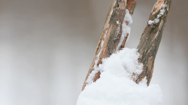 Dark eyed junco perched on snowy branch flying away in winter forest.