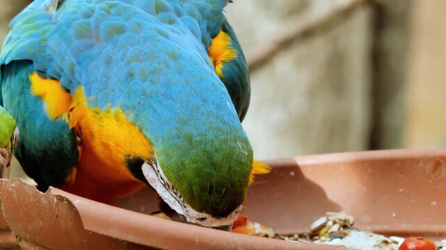 Colorful parrot eating seeds from wooden feeder in natural setting
