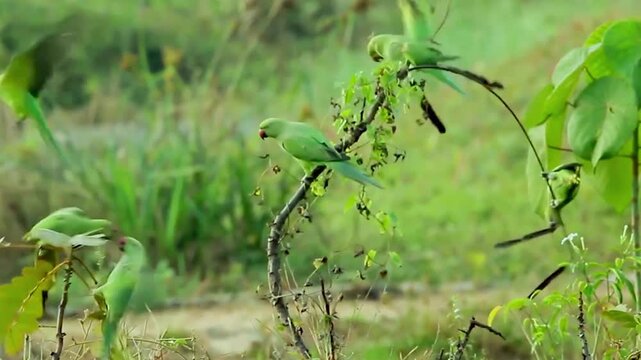 Green Parrots Feeding Together on Branches in Natural Habitat